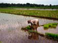 Rice Farmer (75 kB)