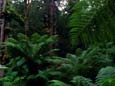 Rain Forest (70 kB)