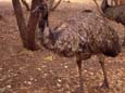 Ein Emu (78 kB)