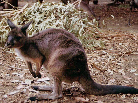 kangaroos in australia. kangaroos on Australia#39;s