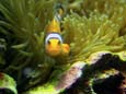 Fisch im Aquarium (43 kB)