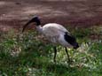 Ibis im Hyde Park (70 kB)