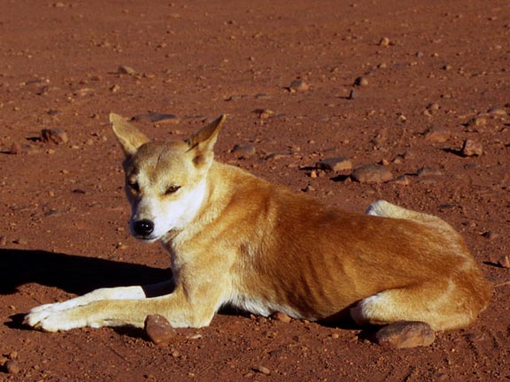 Re: Desert Life Dingo RP Always Accepting! 