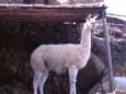 Guanaco (21 kB)